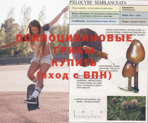 сатива Билибино